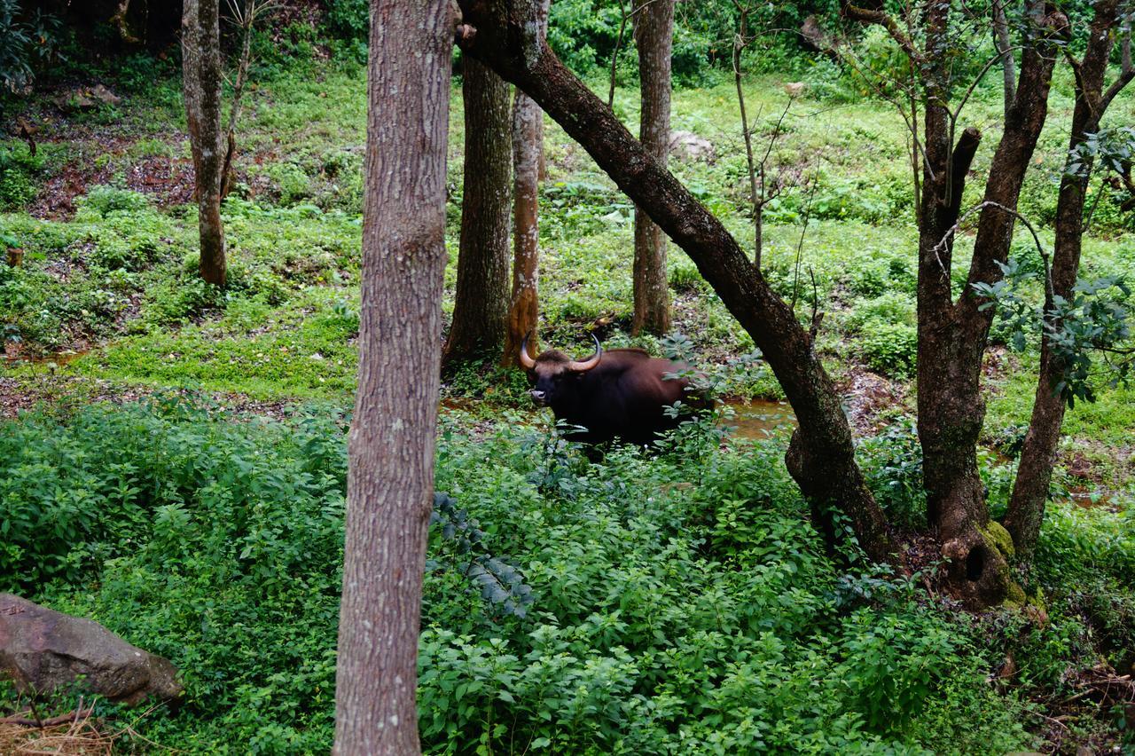Secret Valley Jungle Resort Ooty Exterior photo